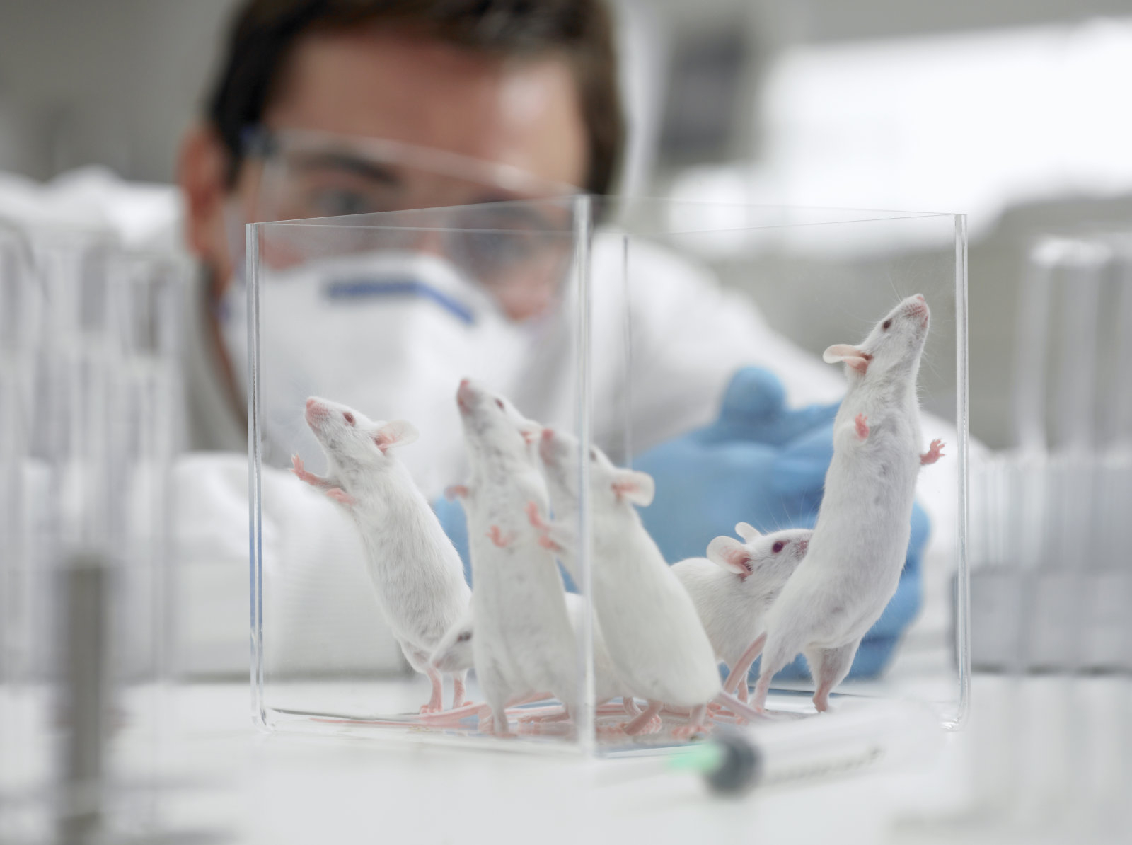 Scientists Reverse Alzheimer’s-Like Symptoms in Mice